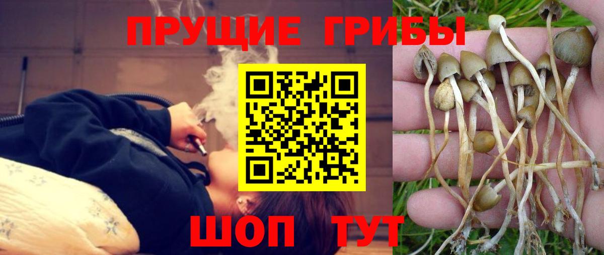 Галлюциногенные грибы Psilocybine cubensis  Псилоцибиновые грибы мицелий  Вход с VPN  Касимов 